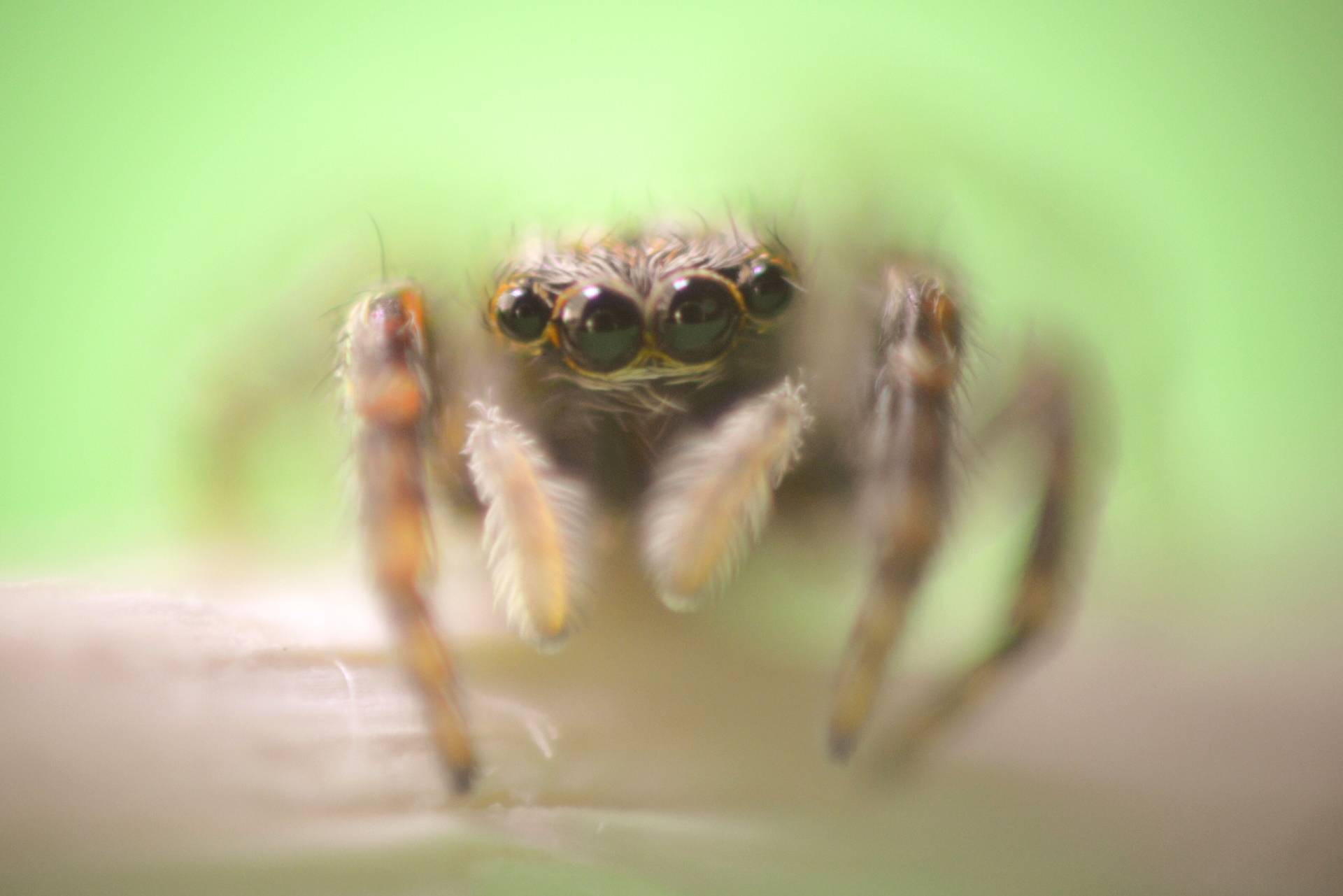 Spinne